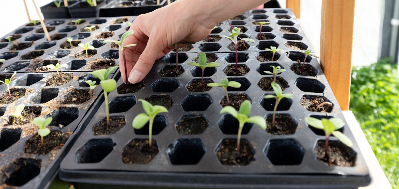 Homemade Seed Starting Mix – Mother Earth News - Vimarsana News
